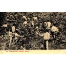 Hawaiian Islands Coffee Picking