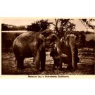 Broncho Bill's Performing Elephants Real Photo