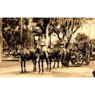 Horse-Drawn Floral Cart Hawaii Real Photo