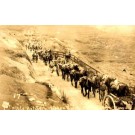 Artillery Horses Army Maneuvers1913 RP