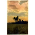 Crops Palms Real Photo