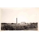 Hawaii Hailuku Cane Field Real Photo