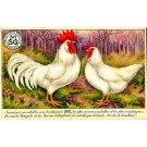 Advert Food Ova Poultry
