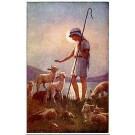 Boy & Lambs Tarrant