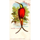 Chocolate Colibri French Ornithology