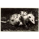 Possum Family Real Photo